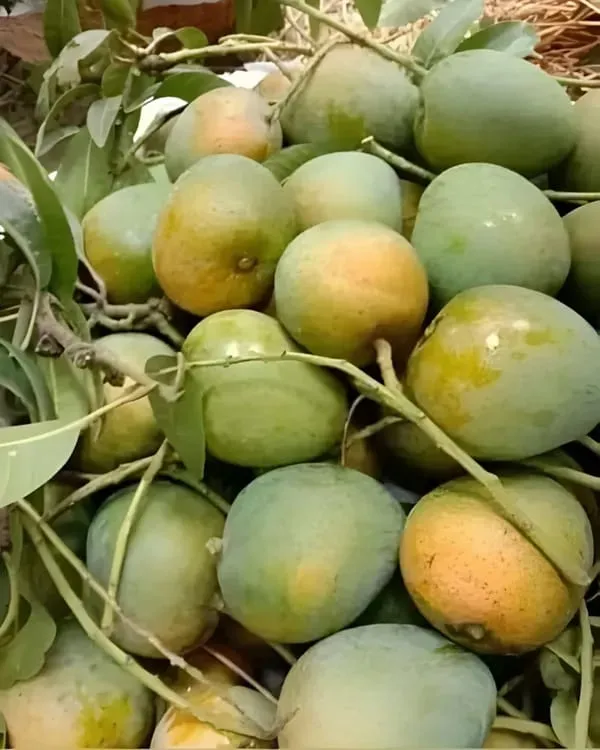 Hybrid_Himsagar_Mango_Grafting_Live_Plant_(1.5-3_Feet_Height_Pack_Of_1)