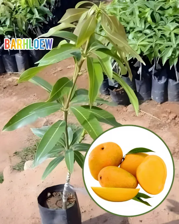 Hybrid_Himsagar_Mango_Grafting_Live_Plant_(1.5-3_Feet_Height_Pack_Of_1)