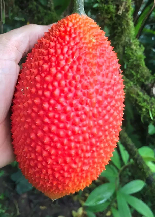 Hybrid_Red_Jackfruit_Grafting_Plant_(Pack_Of_1)