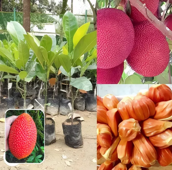 Hybrid_Red_Jackfruit_Grafting_Plant_(Pack_Of_1)