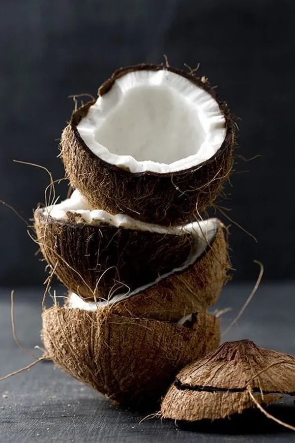 Hybrid_Kerala_Coconut_Plant