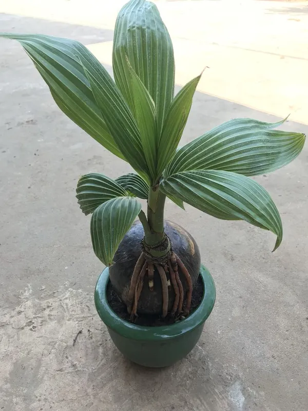 Hybrid_Kerala_Coconut_Plant