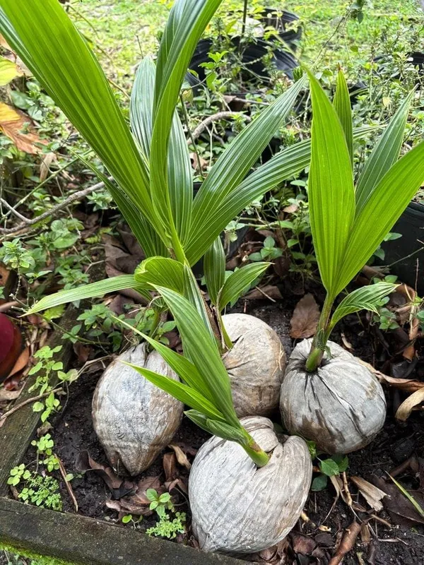 Hybrid_Kerala_Coconut_Plant