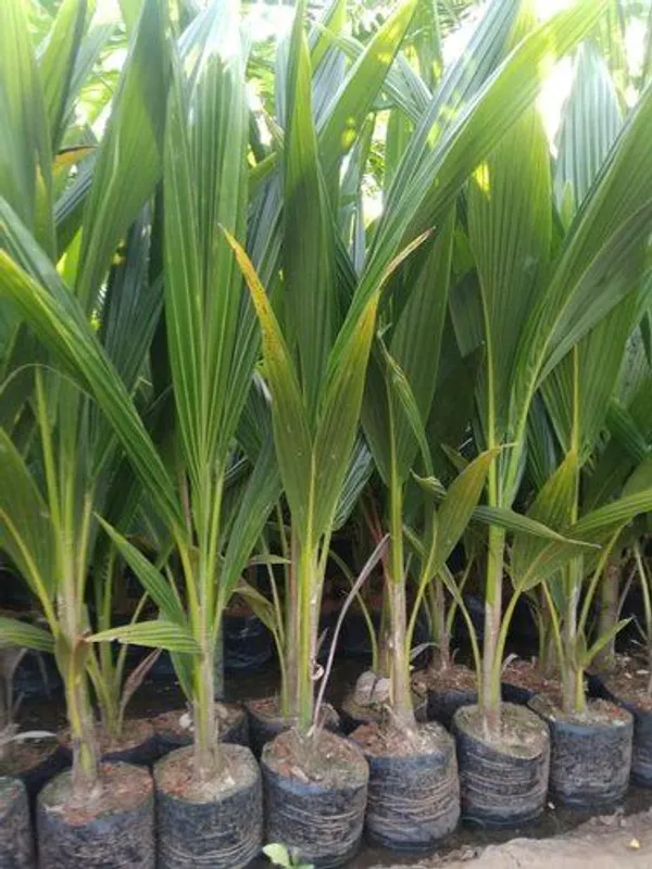 Hybrid_Kerala_Coconut_Plant