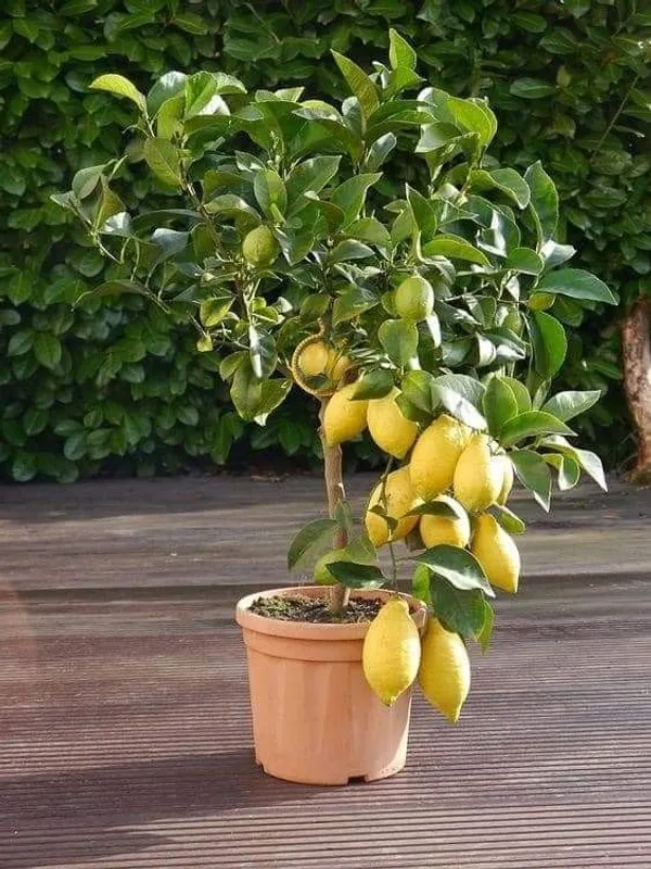 Hybrid_Kolkata_Lemon_Live_Plant