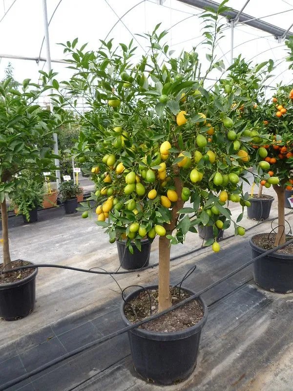 Hybrid_Kolkata_Lemon_Live_Plant