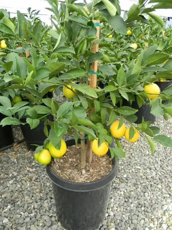 Hybrid_Kolkata_Lemon_Live_Plant