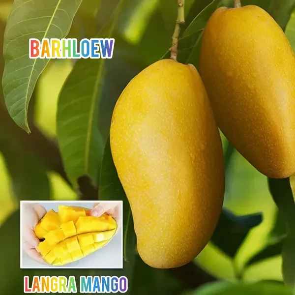Hybrid_Langra_Mango_Grafting_Fruit_Live_Plant_(1.5-3_Feet_Height_Pack_Of_1)
