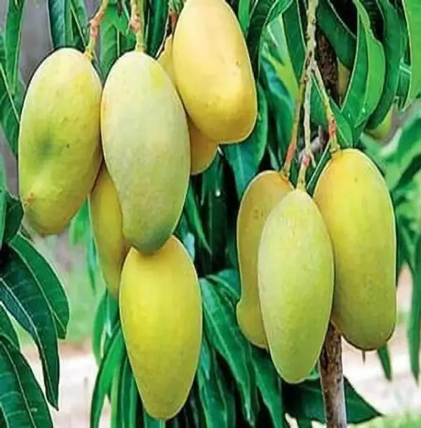 Hybrid_Langra_Mango_Grafting_Fruit_Live_Plant_(1.5-3_Feet_Height_Pack_Of_1)