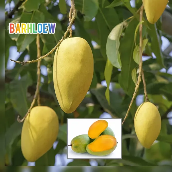 Hybrid_Langra_Mango_Grafting_Fruit_Live_Plant_(1.5-3_Feet_Height_Pack_Of_1)