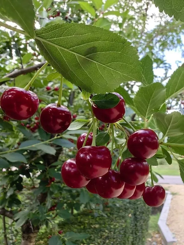 Ugaao_Hybrid_Lapins_Sweet_Cherry_Live_Plant