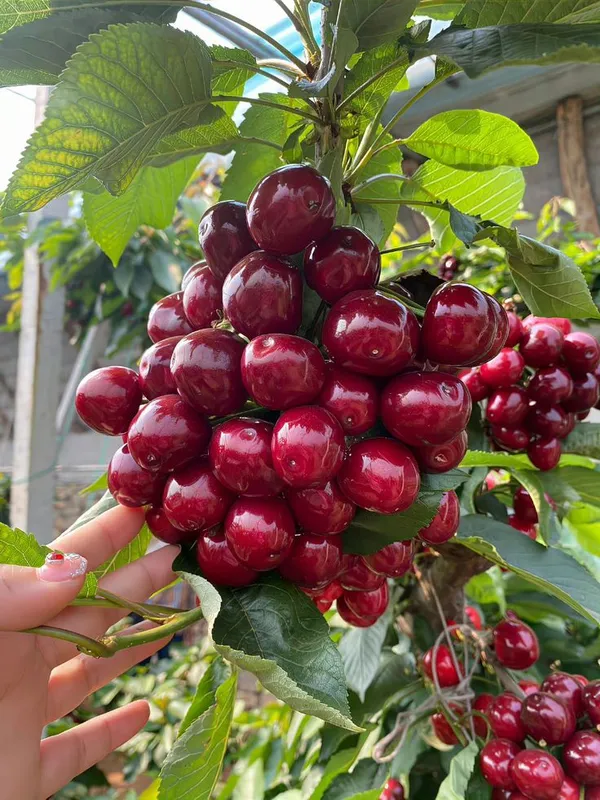 Ugaao_Hybrid_Lapins_Sweet_Cherry_Live_Plant