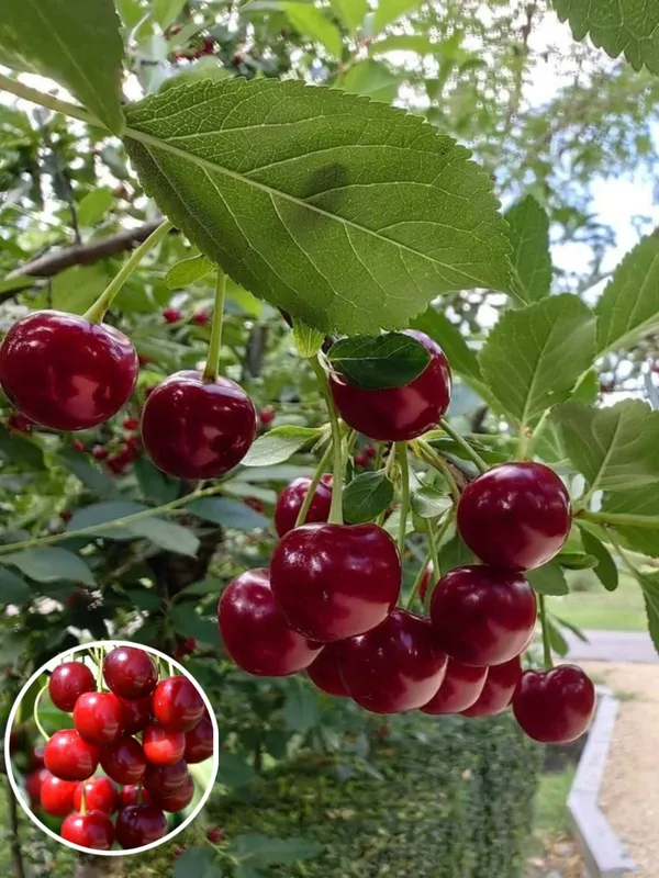 Ugaao_Hybrid_Lapins_Sweet_Cherry_Live_Plant