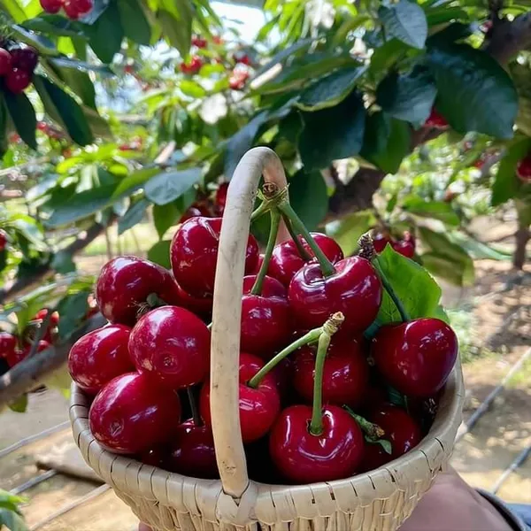 Ugaao_Hybrid_Lapins_Sweet_Cherry_Live_Plant