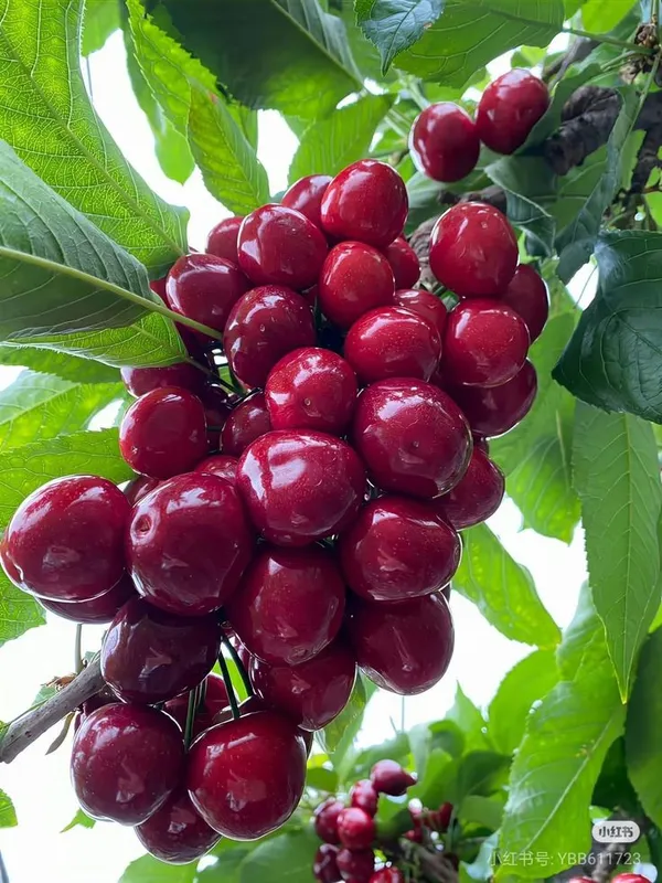 Ugaao_Hybrid_Lapins_Sweet_Cherry_Live_Plant