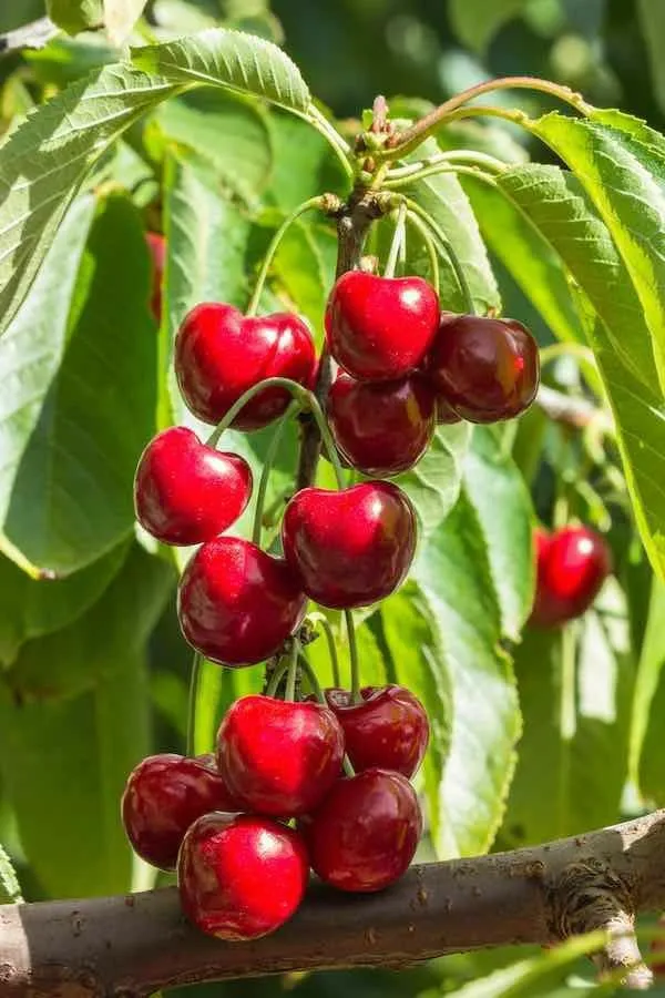 Ugaao_Hybrid_Lapins_Sweet_Cherry_Live_Plant