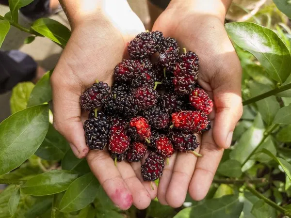 Hybrid_Long_Mulberry_Fruit_Plant_(Pack_Of_1)