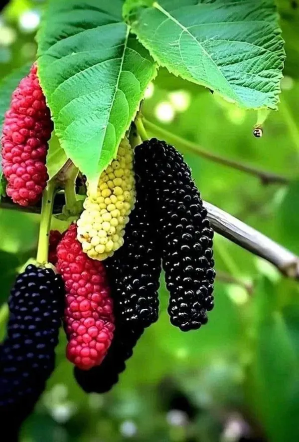 Hybrid_Long_Mulberry_Fruit_Plant_(Pack_Of_1)