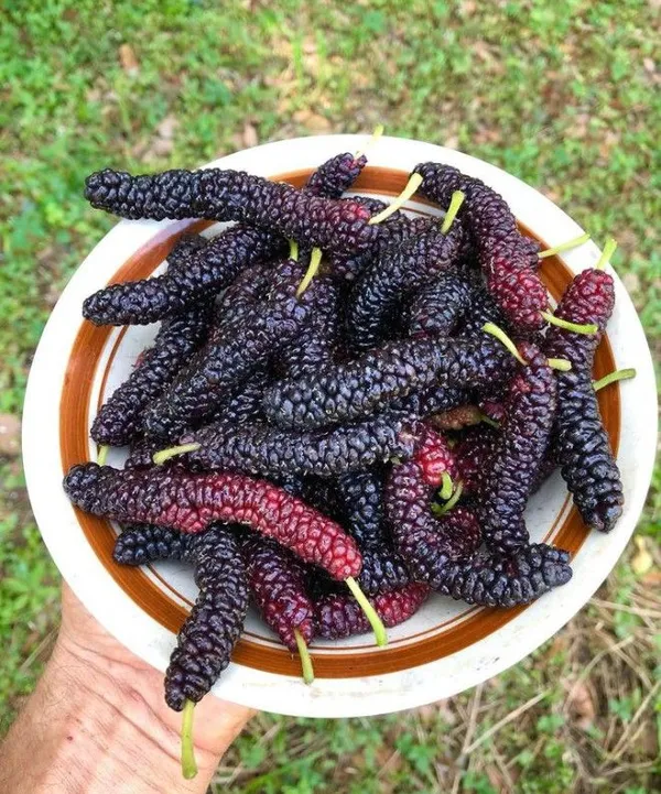 Hybrid_Long_Mulberry_Fruit_Plant_(Pack_Of_1)