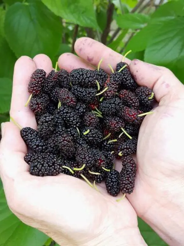 Hybrid_Long_Mulberry_Fruit_Plant_(Pack_Of_1)