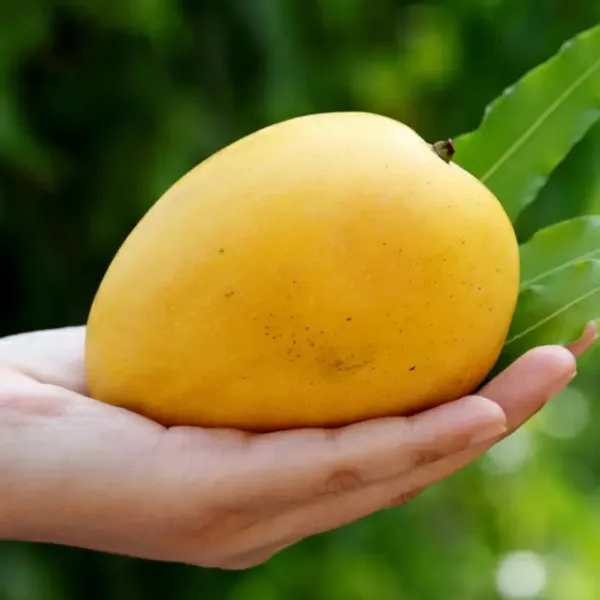 Hybrid_Malda_Mango_🥭🥭🥭_Grafting_Fruit_Live_Plant_(1.5-3_Feet_Height_Pack_Of_1)