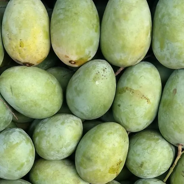 Hybrid_Malda_Mango_🥭🥭🥭_Grafting_Fruit_Live_Plant_(1.5-3_Feet_Height_Pack_Of_1)