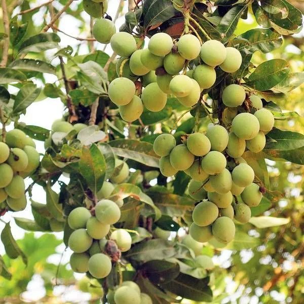 Hybrid_Malda_Mango_🥭🥭🥭_Grafting_Fruit_Live_Plant_(1.5-3_Feet_Height_Pack_Of_1)