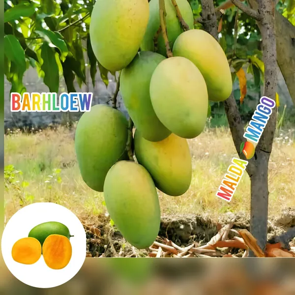 Hybrid_Malda_Mango_🥭🥭🥭_Grafting_Fruit_Live_Plant_(1.5-3_Feet_Height_Pack_Of_1)