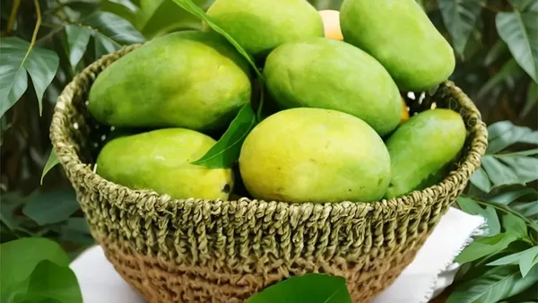 Hybrid_Malda_Mango_🥭🥭🥭_Grafting_Fruit_Live_Plant_(1.5-3_Feet_Height_Pack_Of_1)