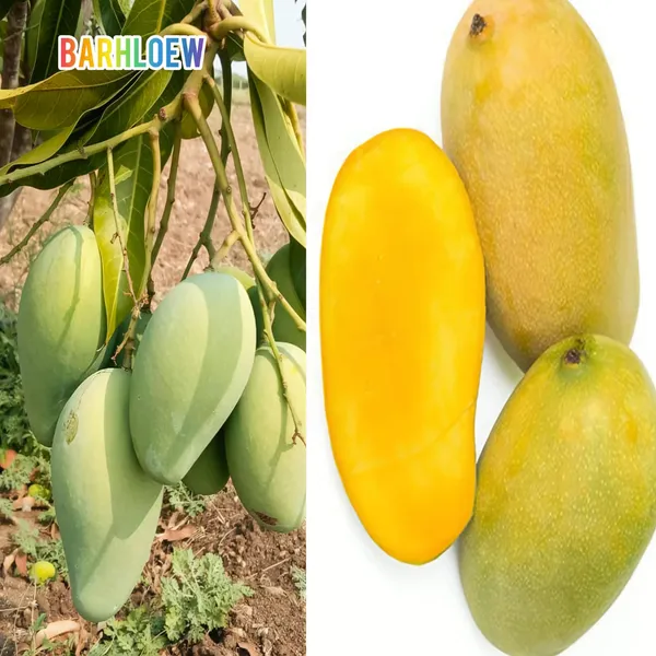 Hybrid_Mallika_Mango_Grafting_Live_Plant_(1.5-3_Feet_Height_Pack_Of_1)