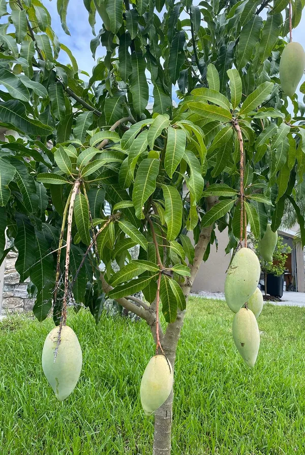 Hybrid_Mallika_Mango_Grafting_Live_Plant_(1.5-3_Feet_Height_Pack_Of_1)