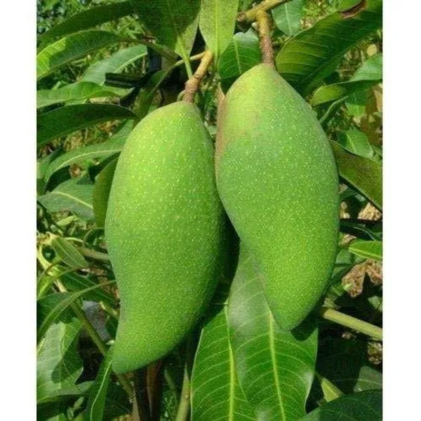 Hybrid_Mallika_Mango_Grafting_Live_Plant_(1.5-3_Feet_Height_Pack_Of_1)