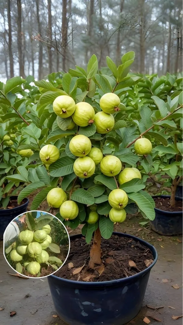 Hybrid_Red_Dimond_Grafting_Guava_Plant_(Pack_Of_1)