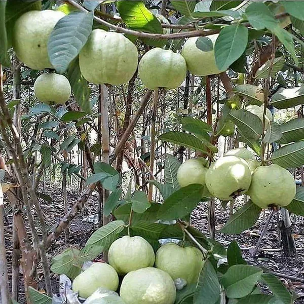 Hybrid_Red_Dimond_Grafting_Guava_Plant_(Pack_Of_1)
