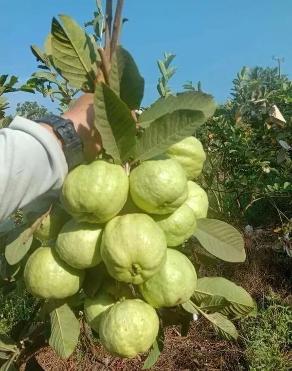 Hybrid_Red_Dimond_Grafting_Guava_Plant_(Pack_Of_1)