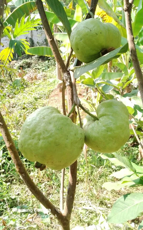 Hybrid_Red_Dimond_Grafting_Guava_Plant_(Pack_Of_1)