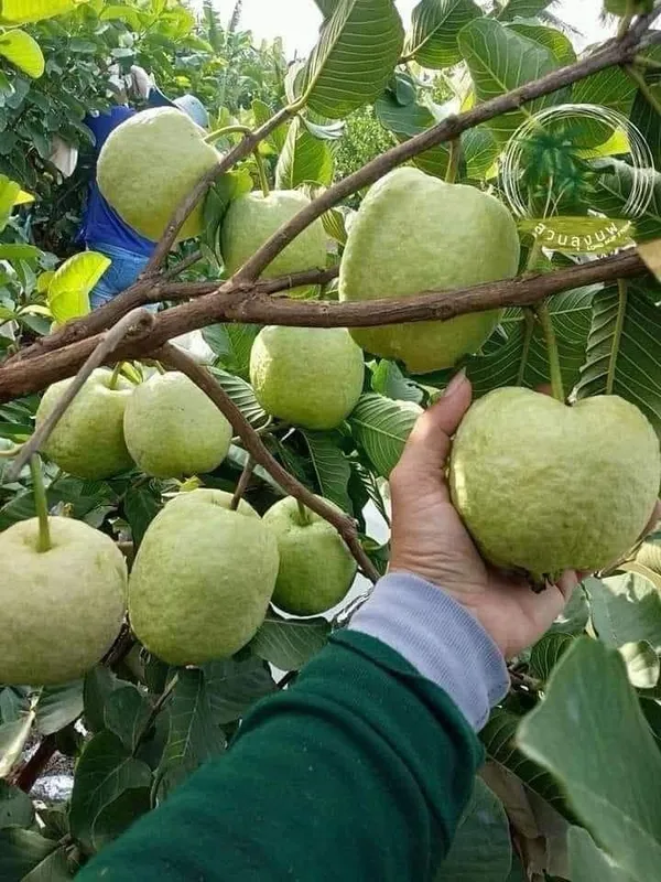 Hybrid_Red_Dimond_Grafting_Guava_Plant_(Pack_Of_1)