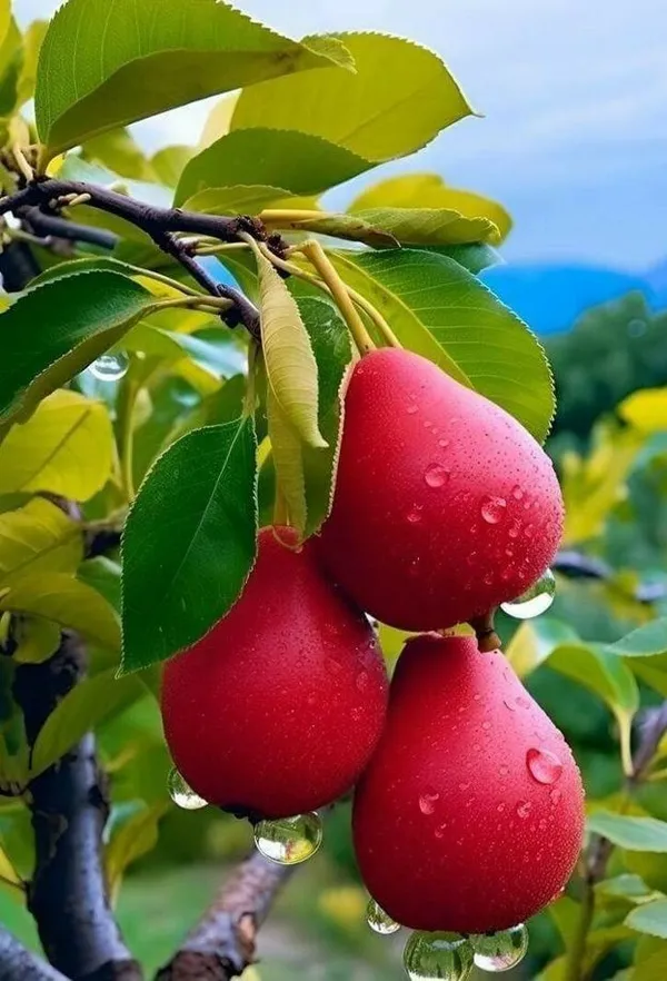 Hybrid_Red_Pear_(Naspati)_Grafting_Fruit_Plant_Pack_Of_1