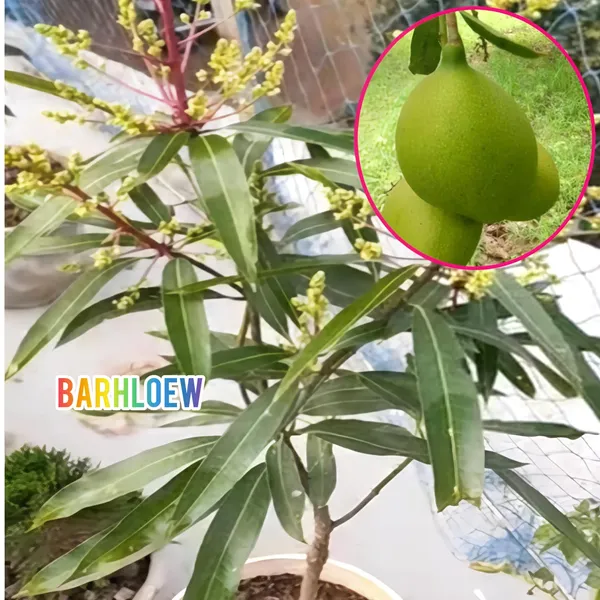 Hybrid_Suvarnarekha_Mango_Grafting_Fruit_Live_Plant_(1.5-3_Feet_Height_Pack_Of_1)