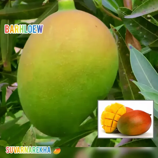 Hybrid_Suvarnarekha_Mango_Grafting_Fruit_Live_Plant_(1.5-3_Feet_Height_Pack_Of_1)