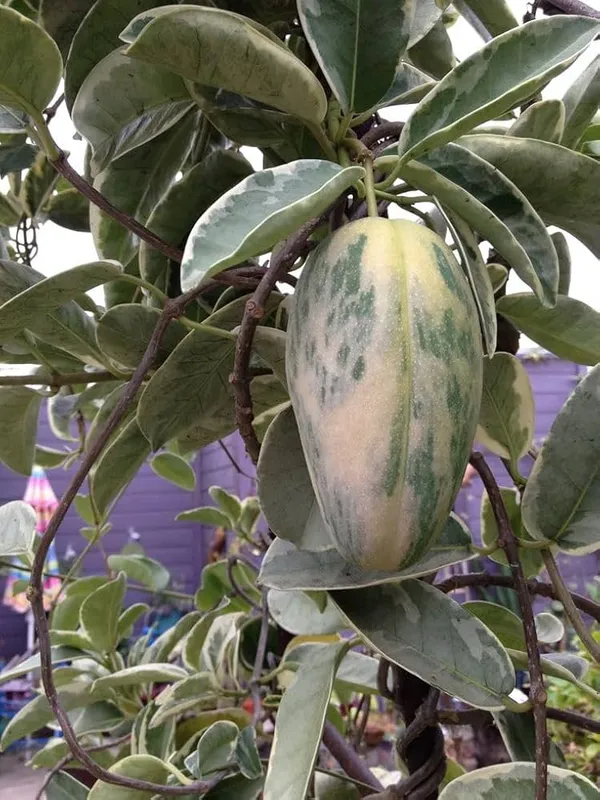 Hybrid_Variegated_Mango_Grafting_Fruit_Plant_(1.5-3_Feet_Height_Pack_Of_1)