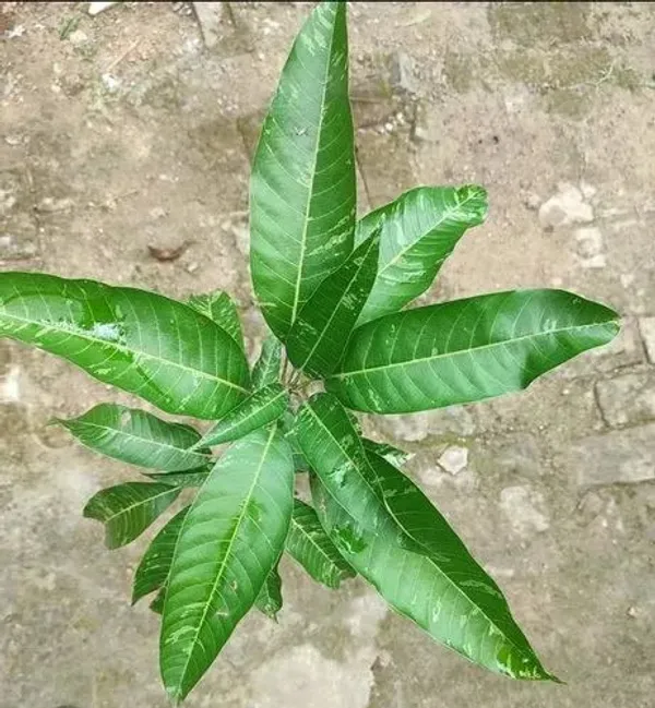 Hybrid_Variegated_Mango_Grafting_Fruit_Plant_(1.5-3_Feet_Height_Pack_Of_1)