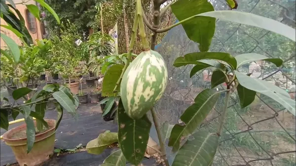 Hybrid_Variegated_Mango_Grafting_Fruit_Plant_(1.5-3_Feet_Height_Pack_Of_1)