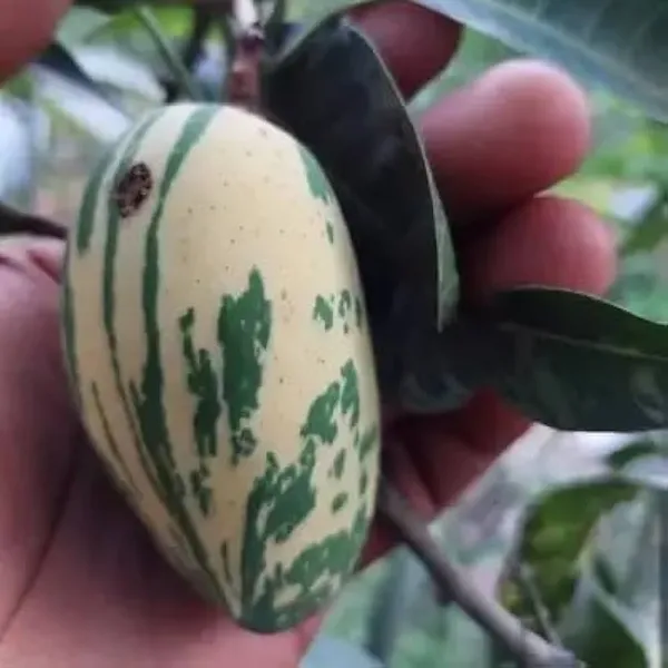 Hybrid_Variegated_Mango_Grafting_Fruit_Plant_(1.5-3_Feet_Height_Pack_Of_1)