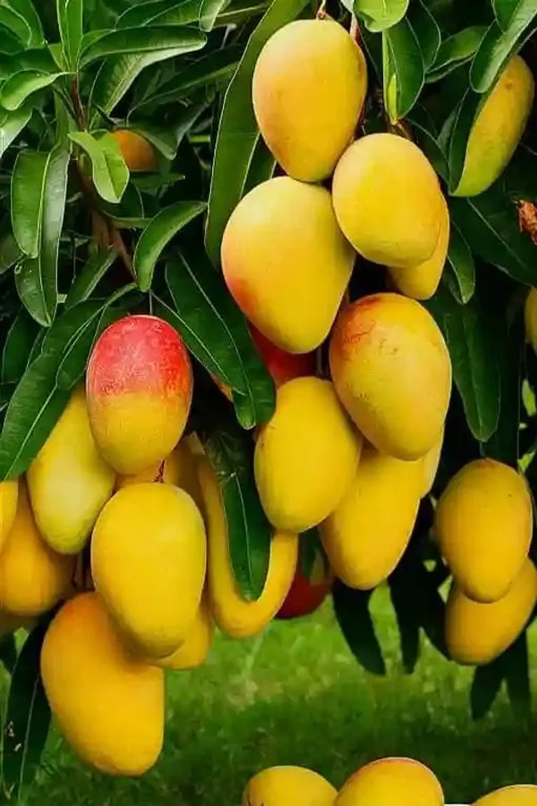 Hybrid_Vastara_Mango_Grafted_Live_Plant