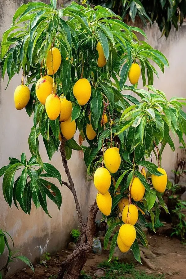 Hybrid_Vastara_Mango_Grafted_Live_Plant