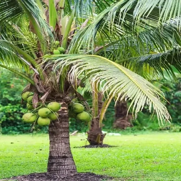 Hybrid_Vietnam_Coconut_Plant_(1.5-3_Feet_Height_Pack_Of_1)