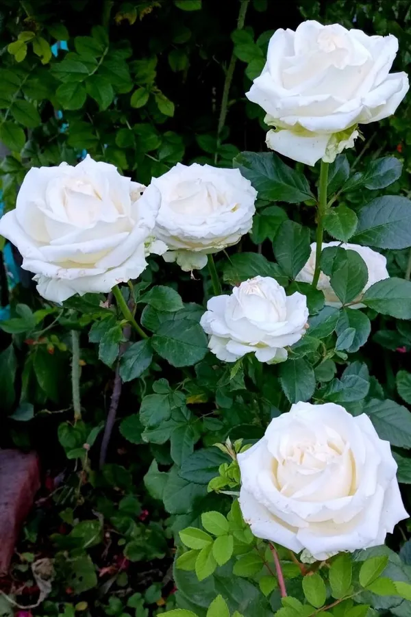 Hybrid_White_Rose_Plant_(Pack_Of_1)