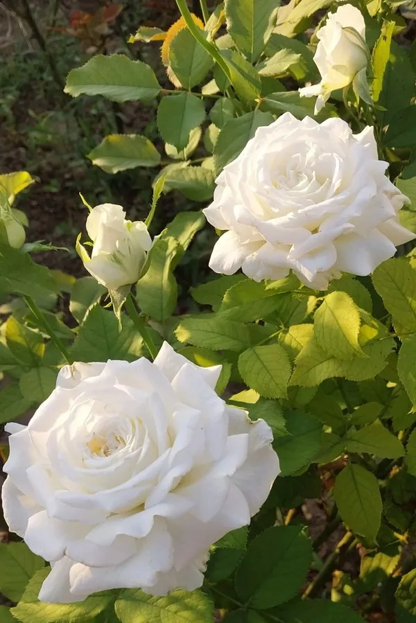 Hybrid_White_Rose_Plant_(Pack_Of_1)