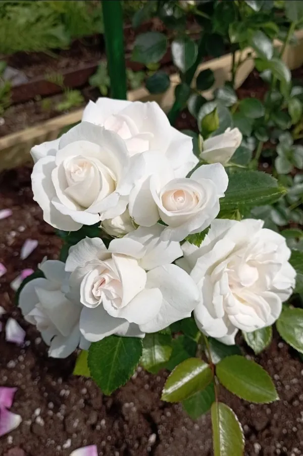 Hybrid_White_Rose_Plant_(Pack_Of_1)